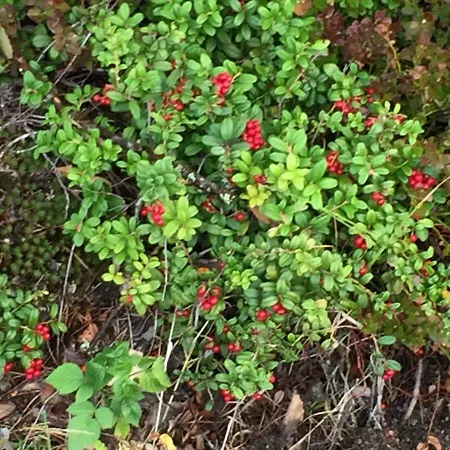Country house By The Sea *