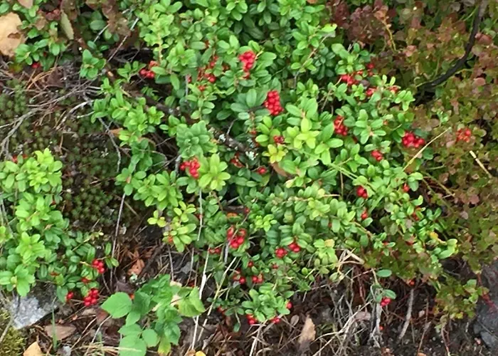 בית כפרי By The Sea *